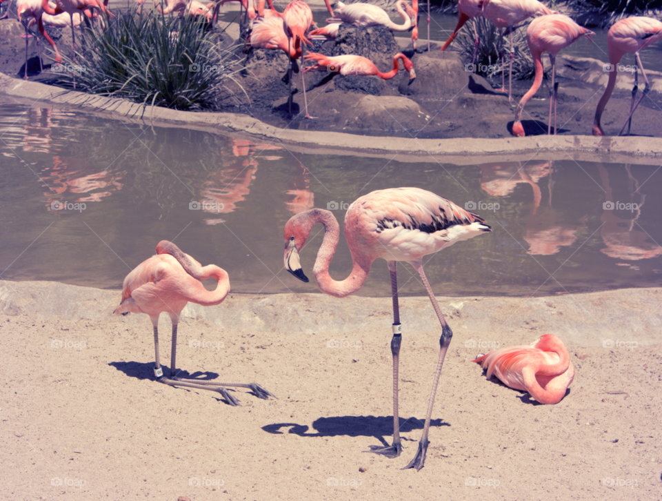 San Diego Flamingoes