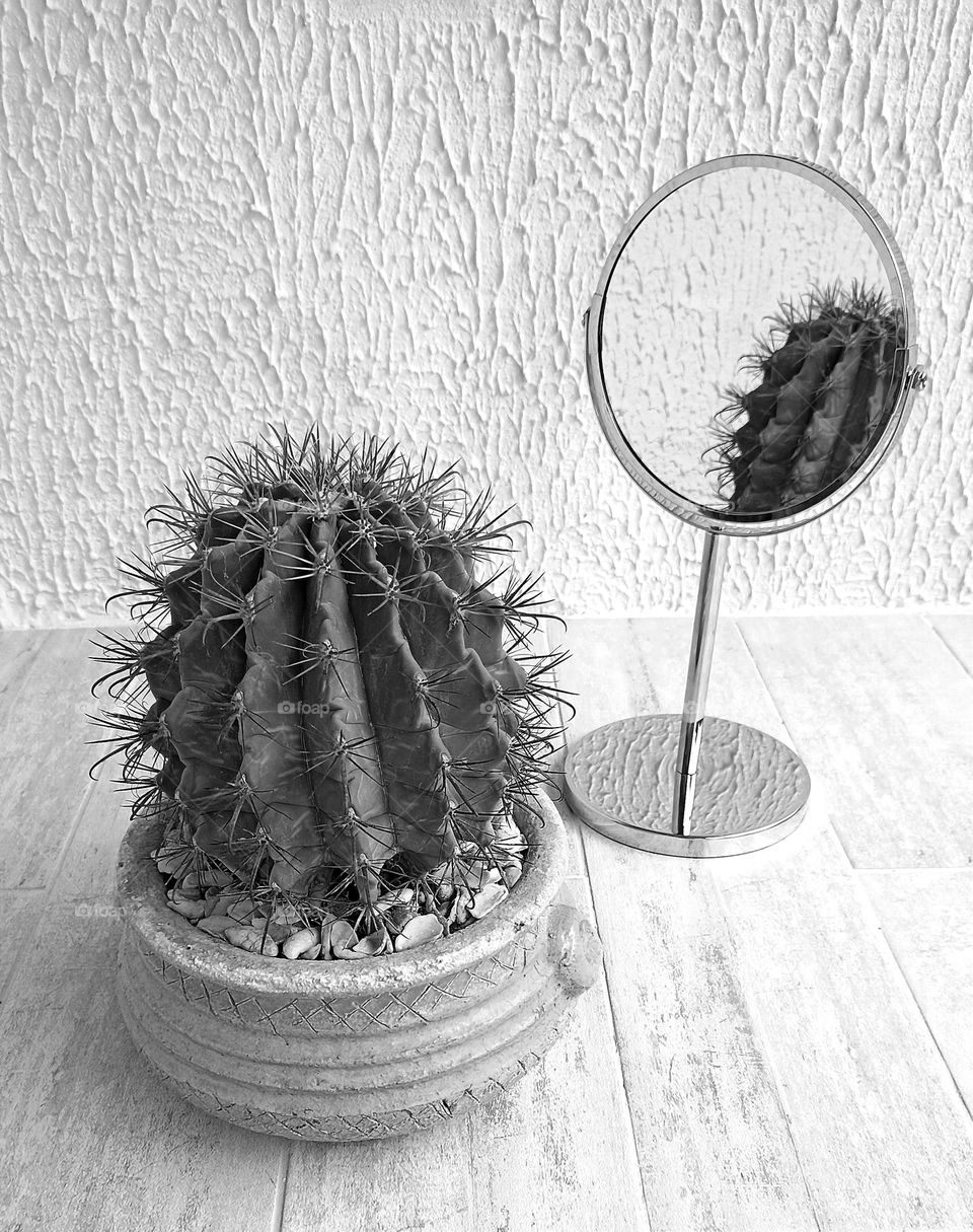 cactus reflection in mirror black and white background