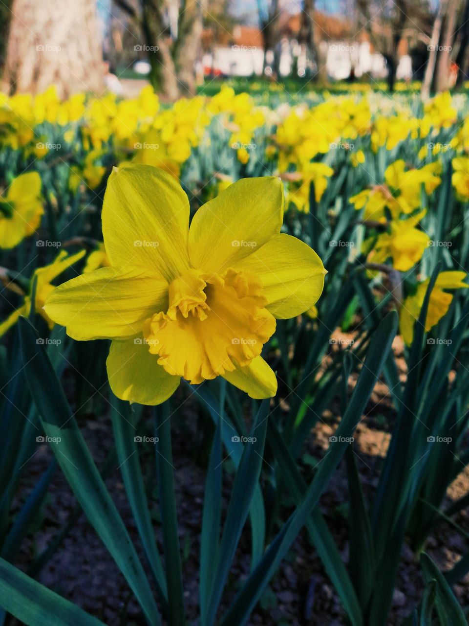 yellow spring flowers