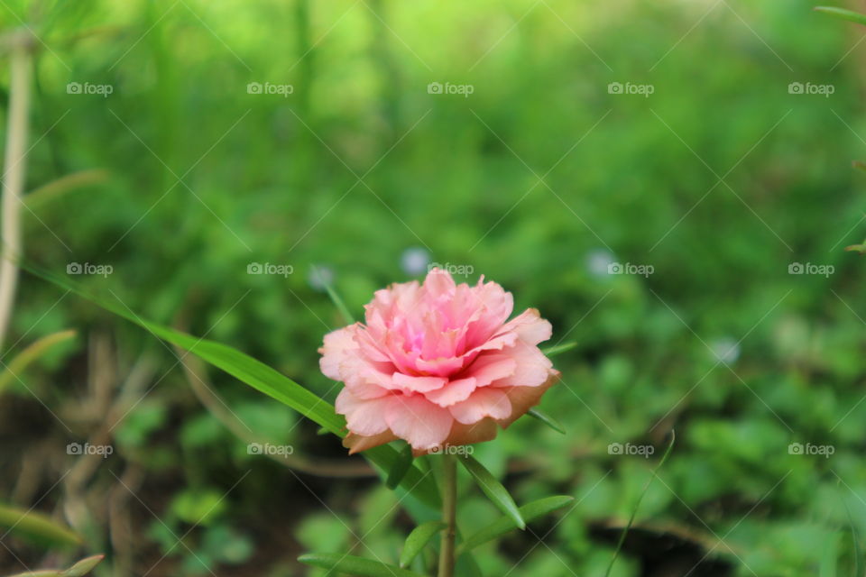 flower on macro