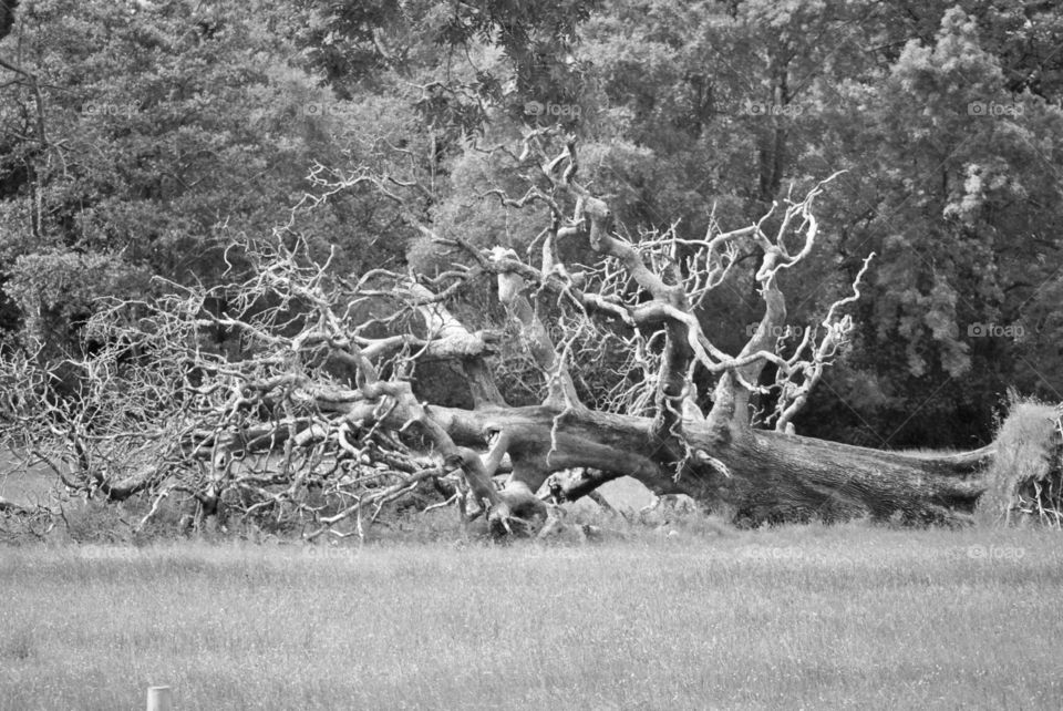 Black and white dead tree