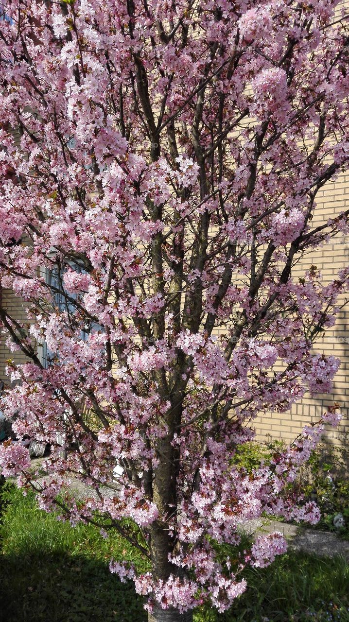 Blossom tree in dutch city