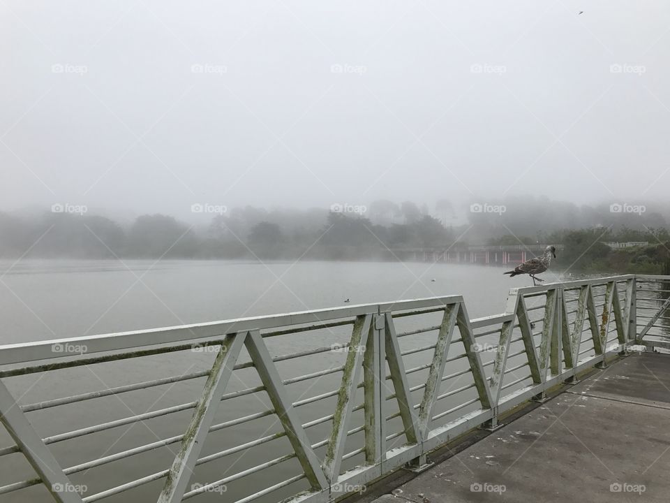 Foggy morning at Lake Merced 
