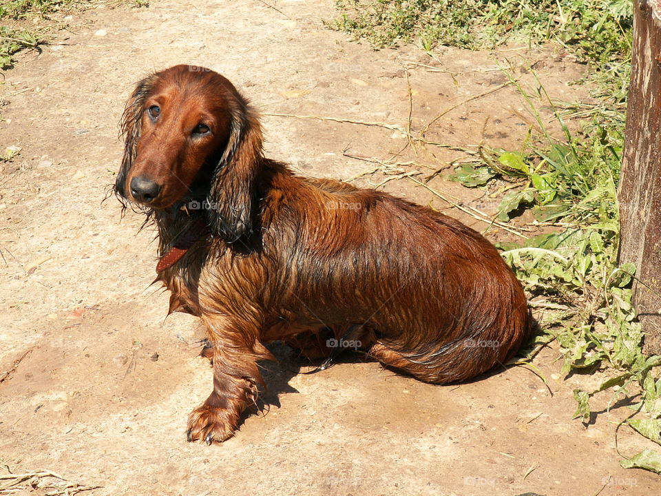 brown long-haired dog. dachshund