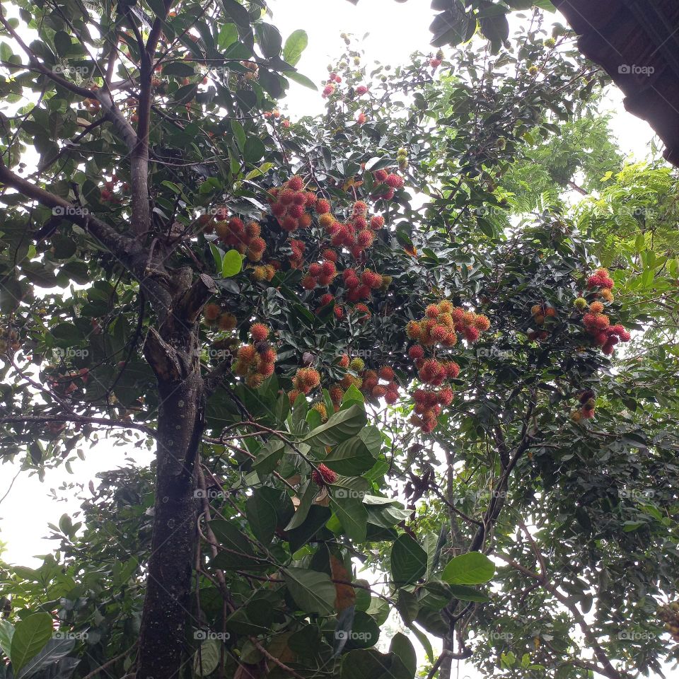 The rambutan tree bears a lot of fruit and is ready to be harvested