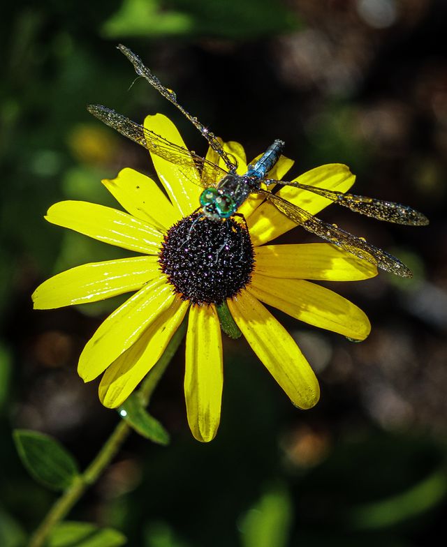Dragonfly 