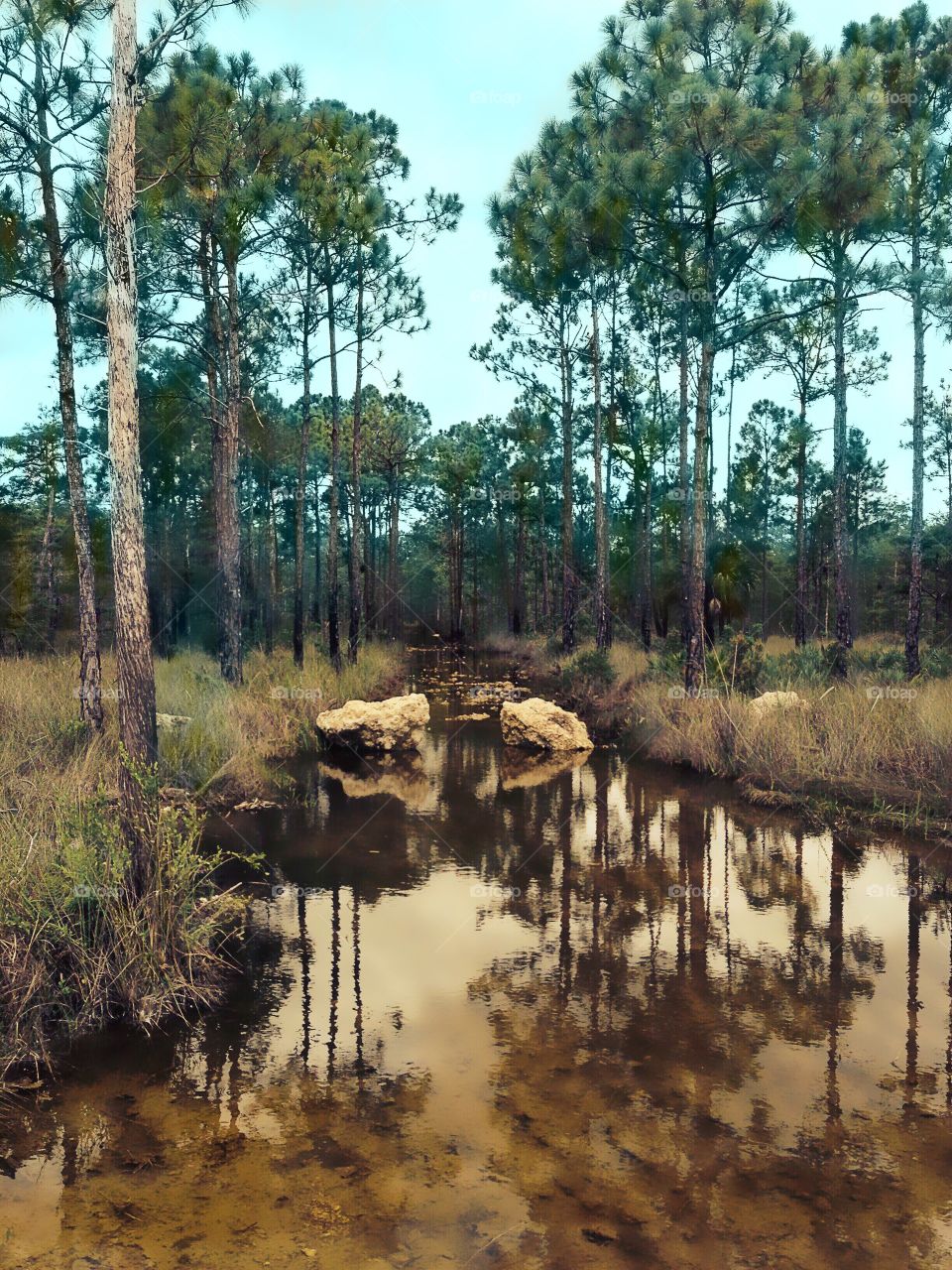 Creek through the forest on a blue sky day.