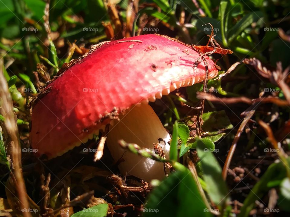 toadstool