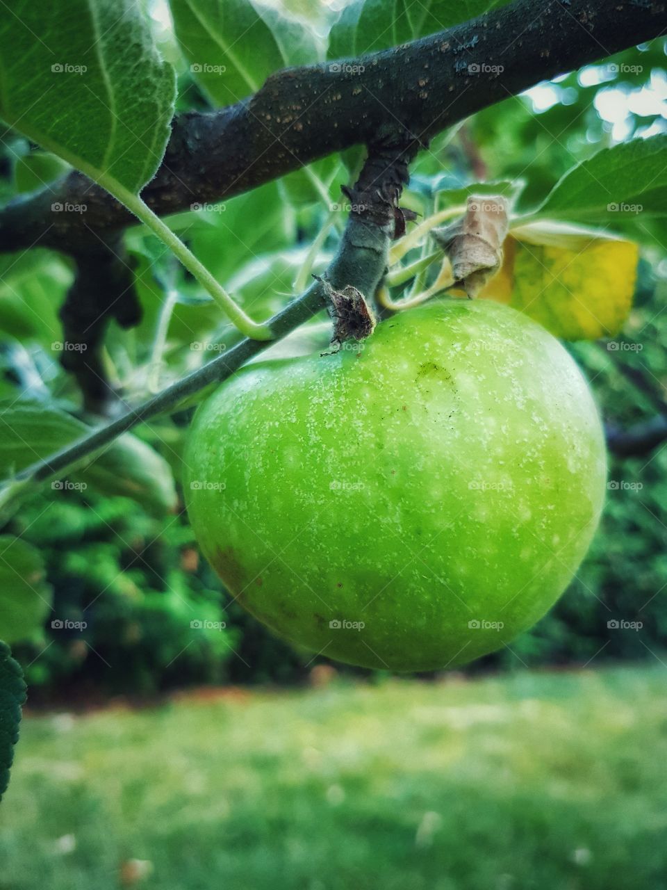 Apple garden