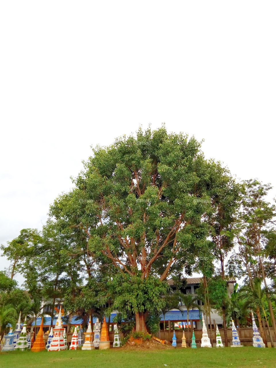 Bone cemetery ,Wood shade