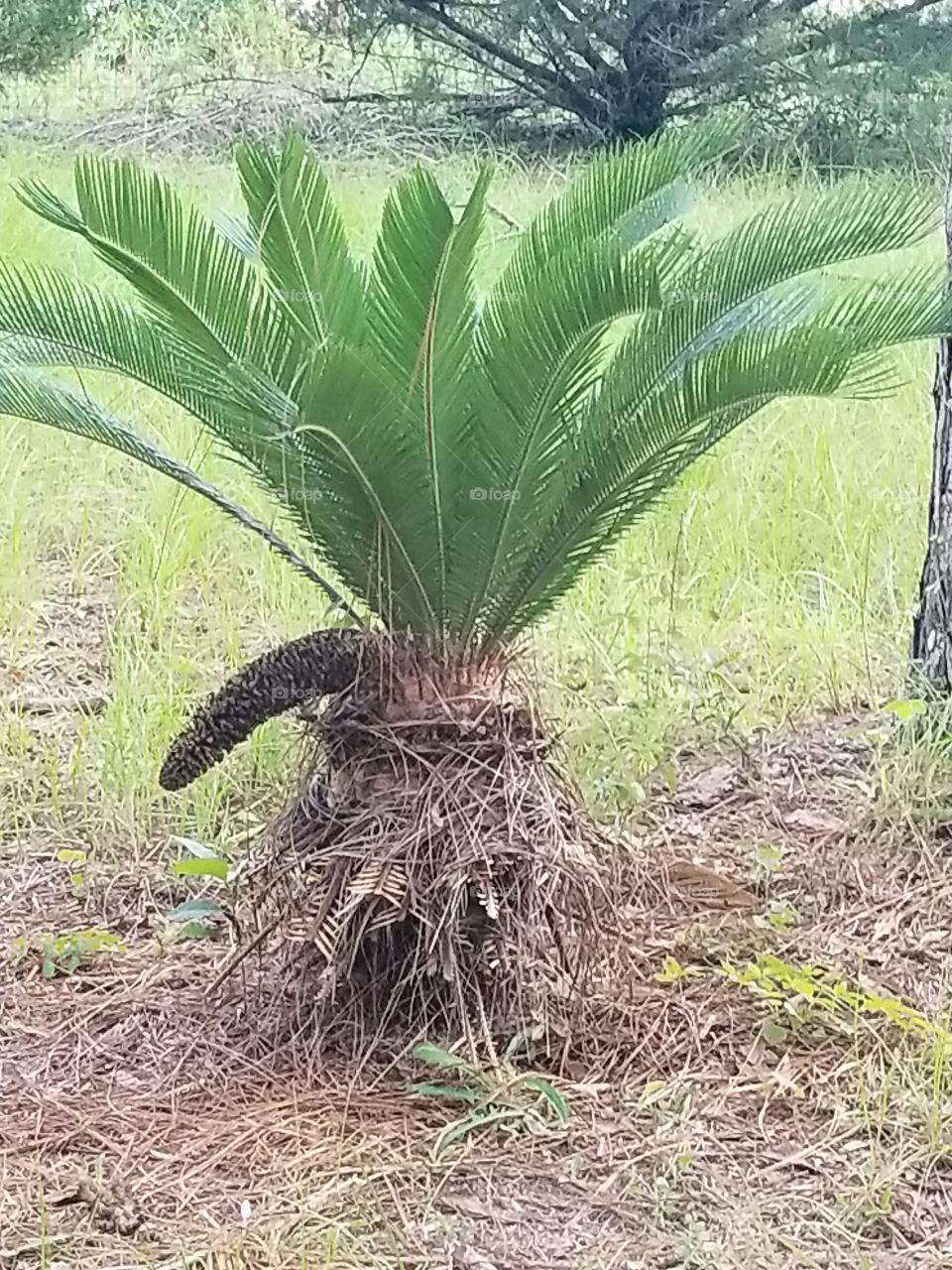 weird palm