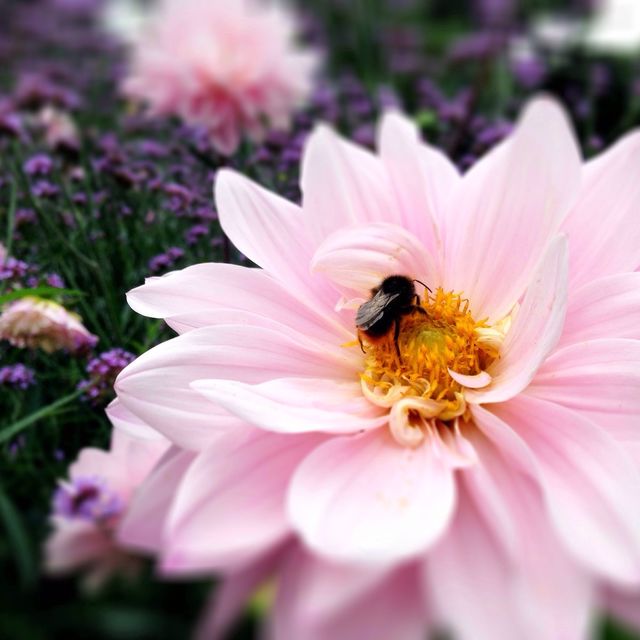 Busy bee
