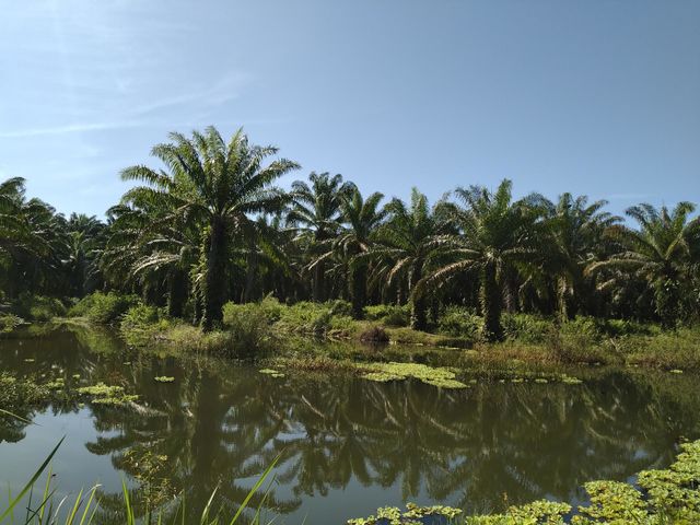 Beautiful view of palm trees in the middle of the pond