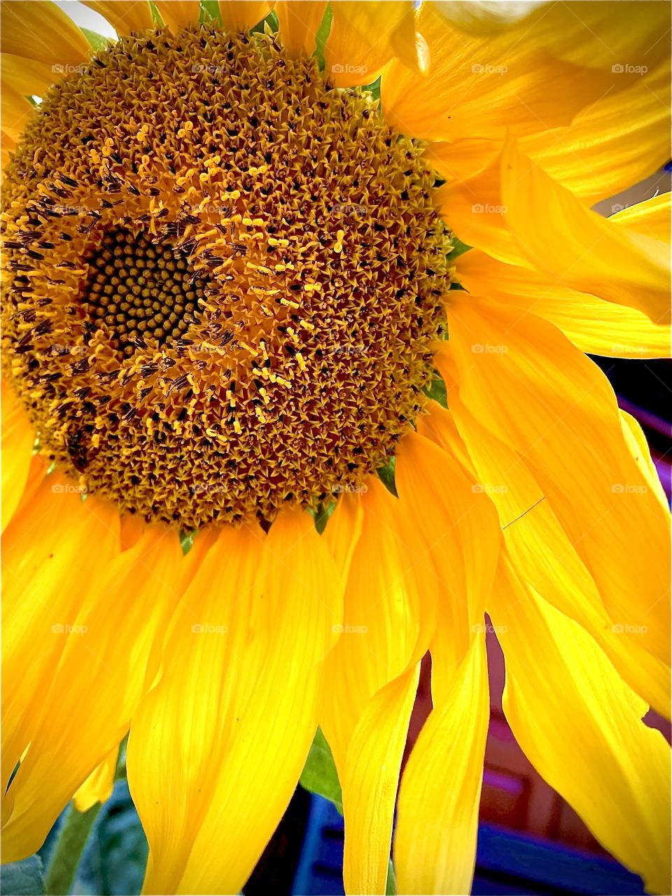 a sun that rises on earth