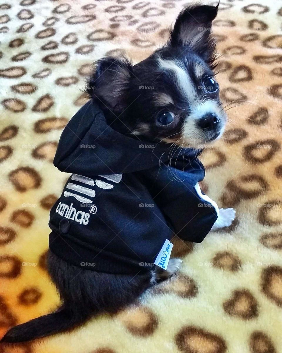 Chihuahua baby!