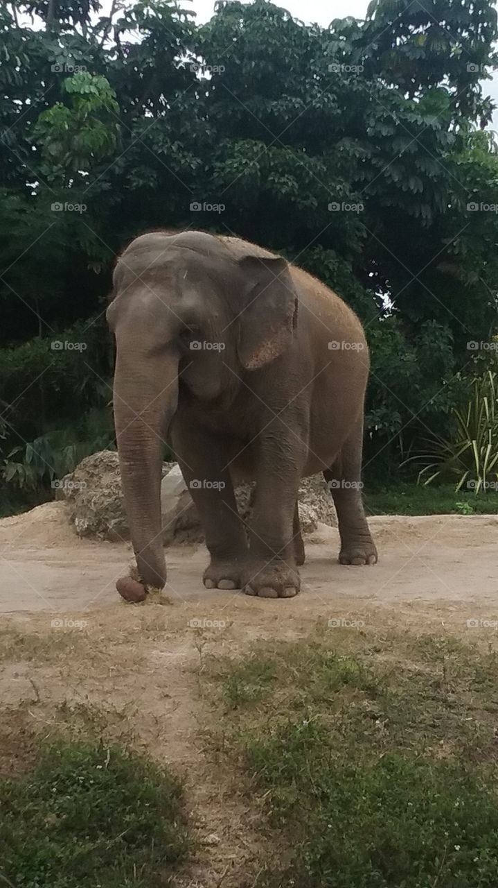 Large female Asian elephant snacking on grass
