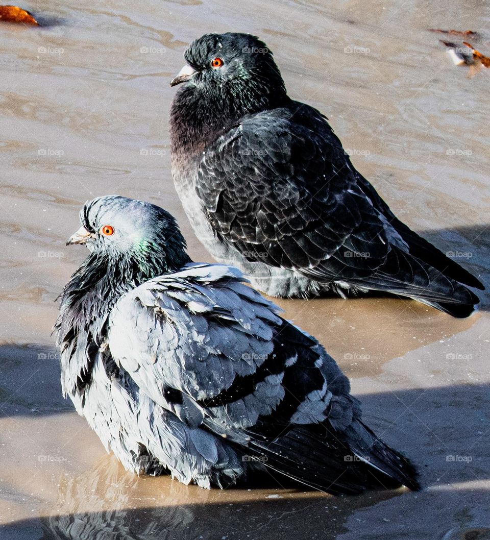 Pigeons in the puddle