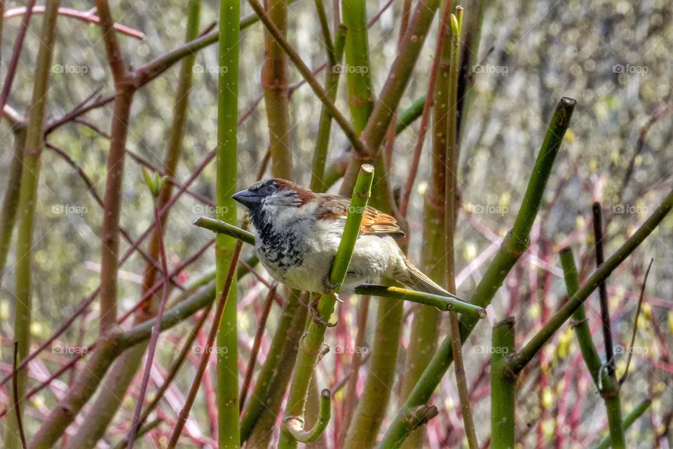 Bird