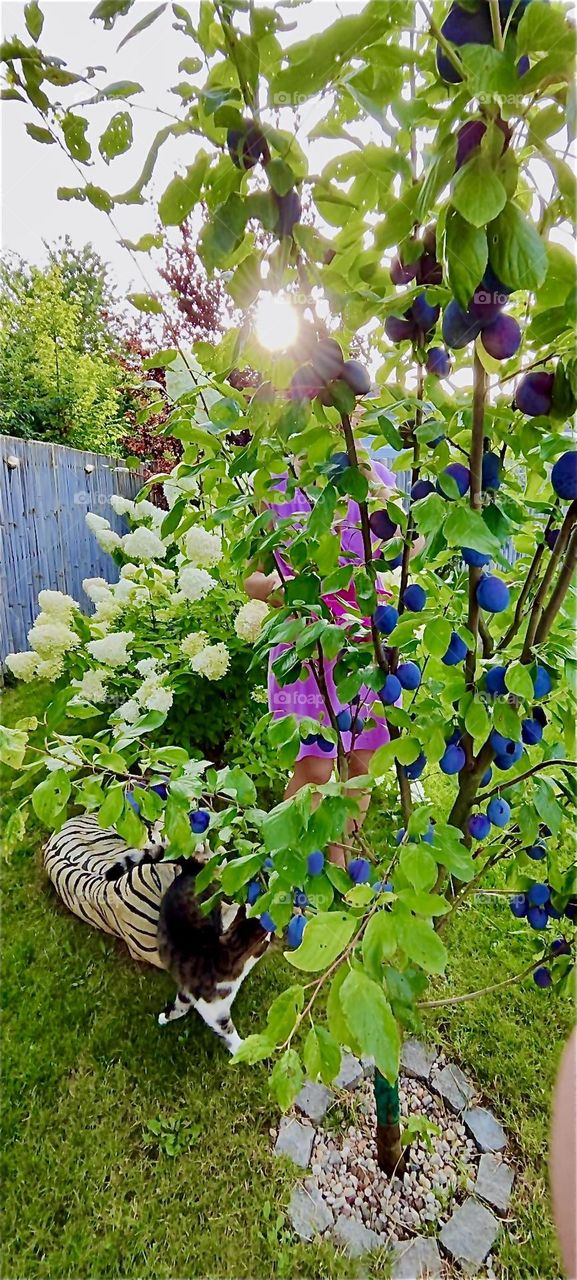 The little plum tree in the garden of the one story house in “Lower Bavaria”, Germany is hanging breaking full with fruit ready to be harvested which the lady in pink is getting ready to do. 2024. Hypnotic Productions