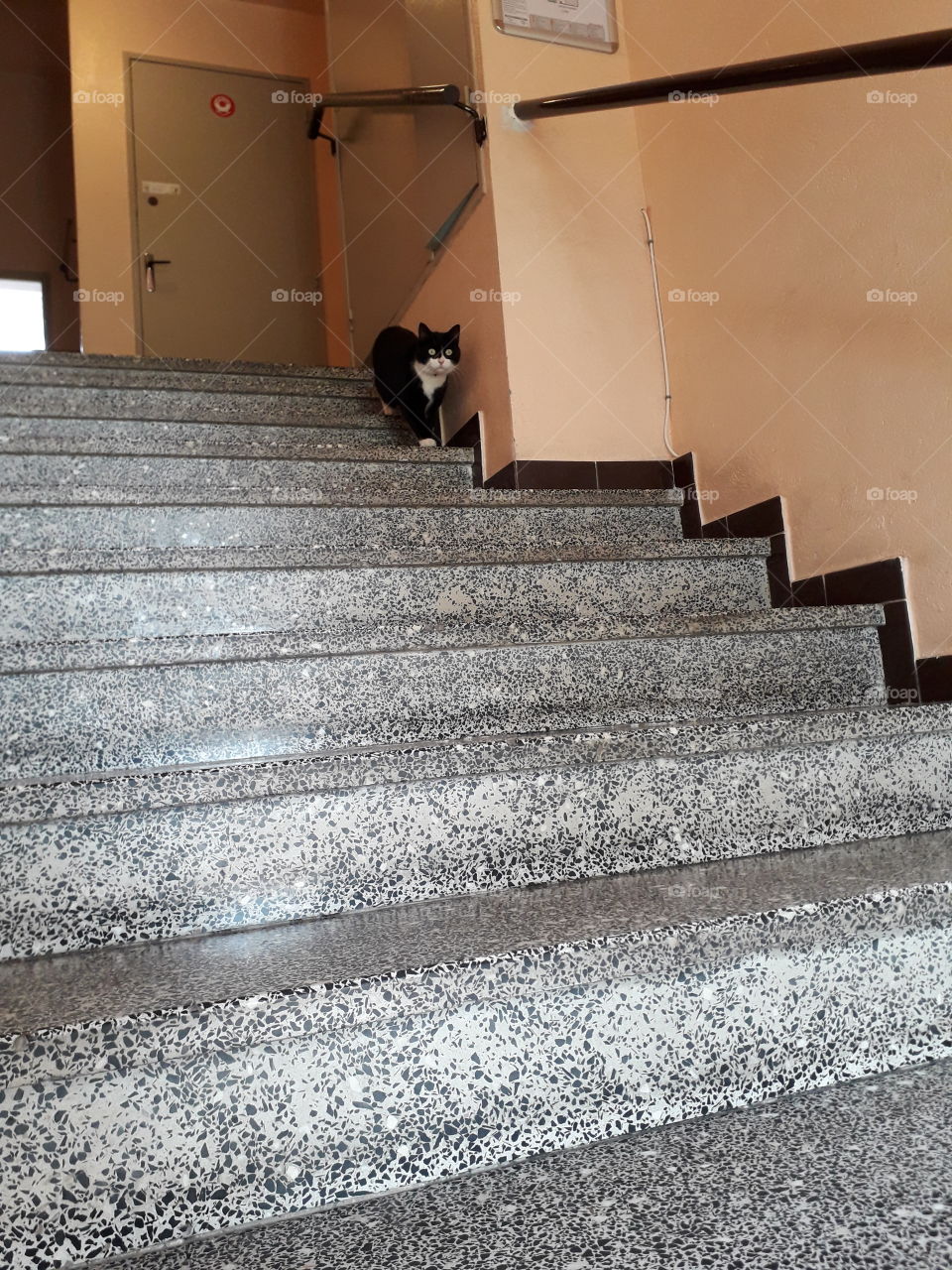 Cat in stairs