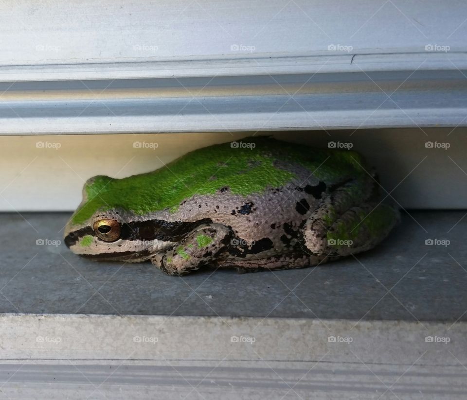 Frog in a window