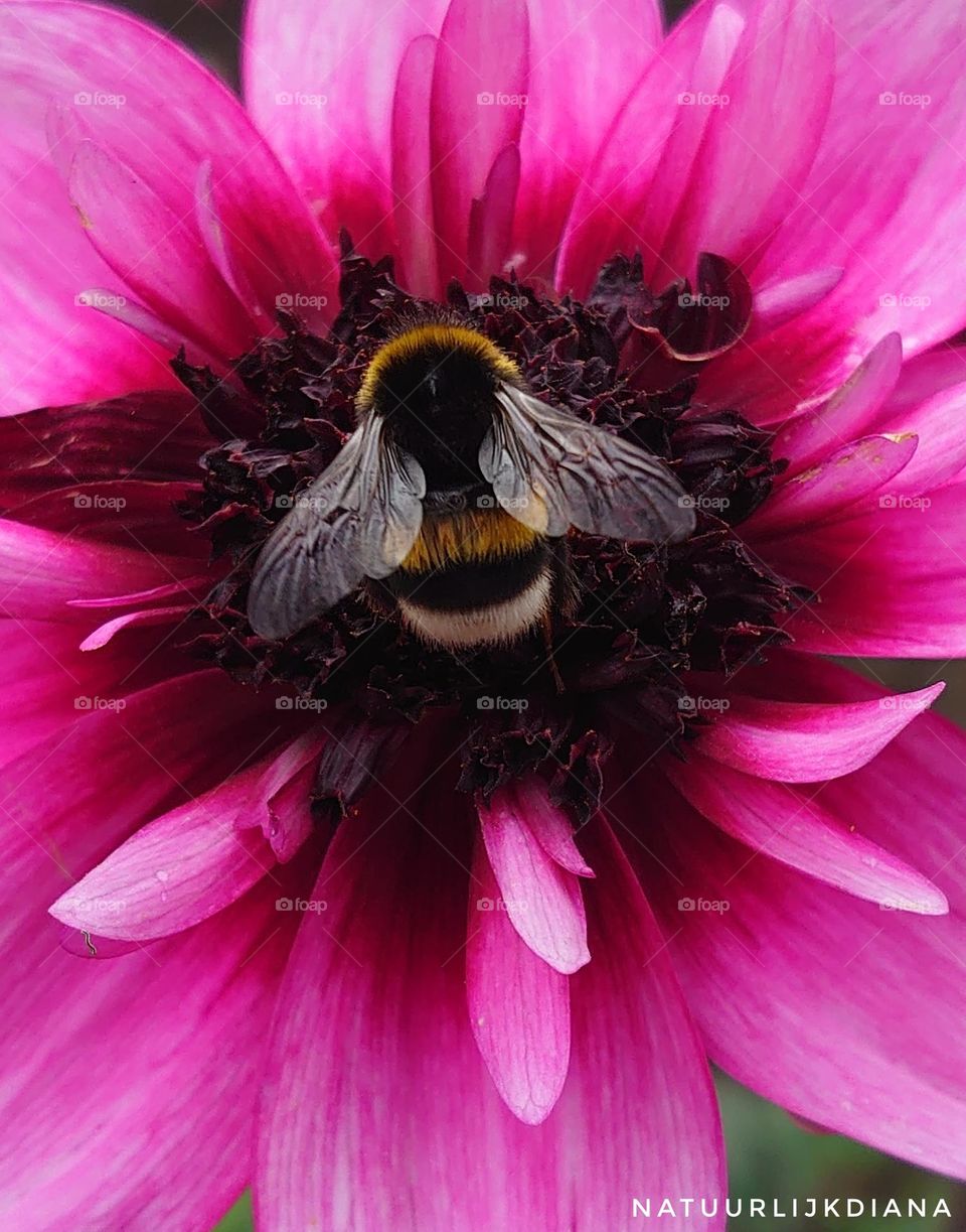 a barbie bee bed