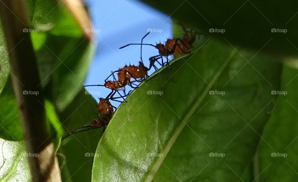Bugs on a leaf