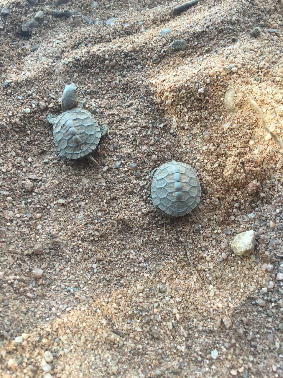 Baby turtles 🐢