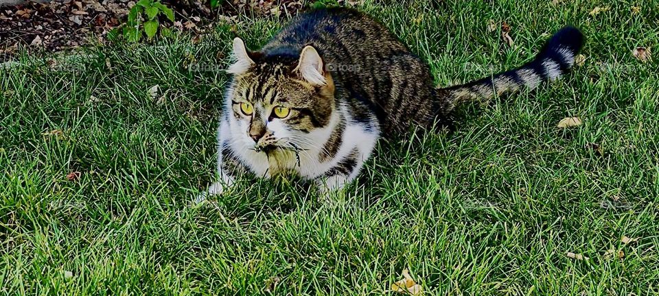 „Roukey“ our fearless tomcat is on the prowl defending his territory and looking for prey in the garden of a beautiful house in „Bavaria“, Germany on a warm Indian summer day in early November 2023. Hypnotic Productions