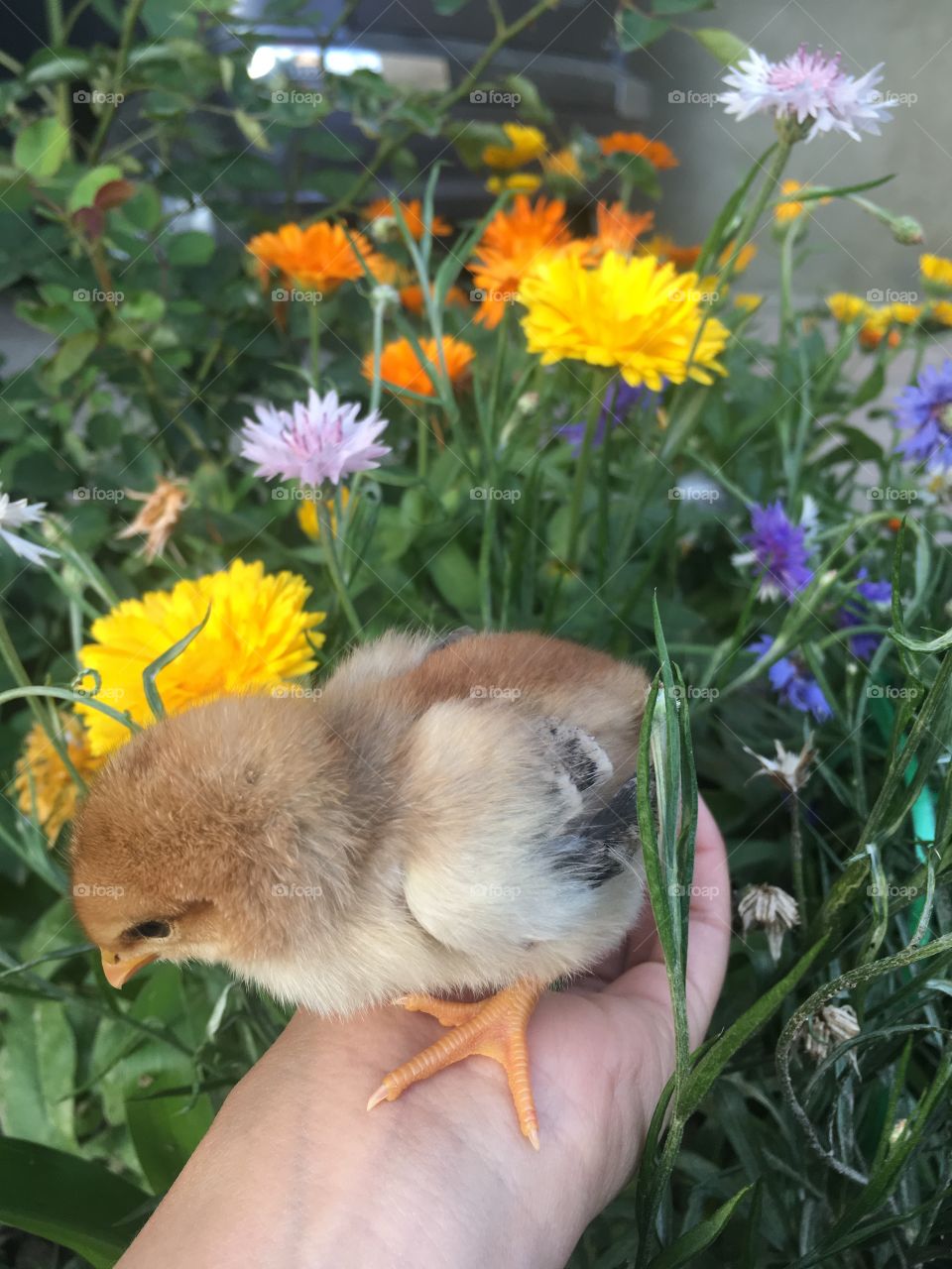 Flowery chick 