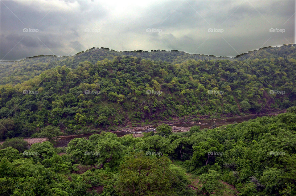 forest is so beautiful