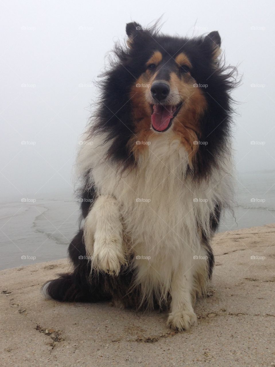 My collie dog Candy  at the beach, sitting on a pier on the sea and close to water in a foggy morning near the shore
