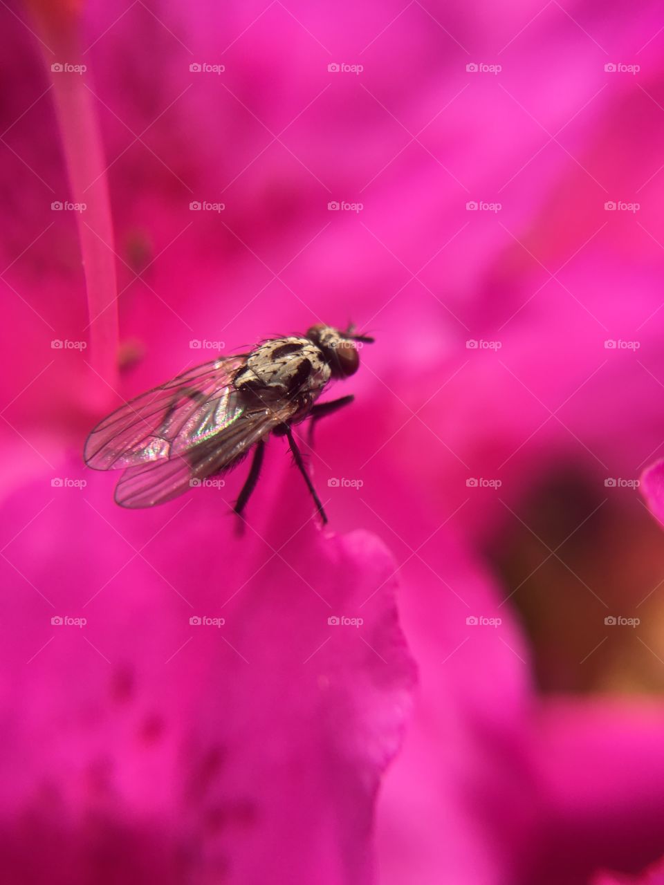 Fly on Azalea