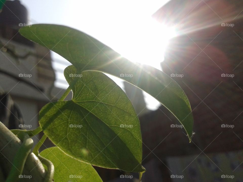 sunrise 
leaf is life.
so beautiful a picture.