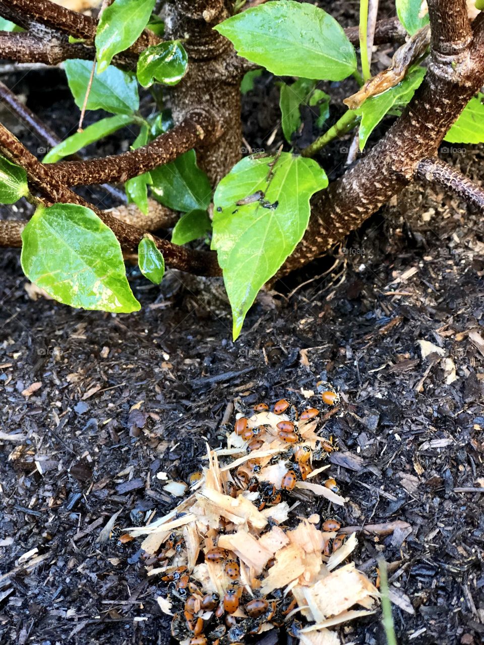 Foap Mission Crazy Plant People! Releasing Lady Bugs into Your Garden a Natural Method for Insect Abatement and Organic Gardening.