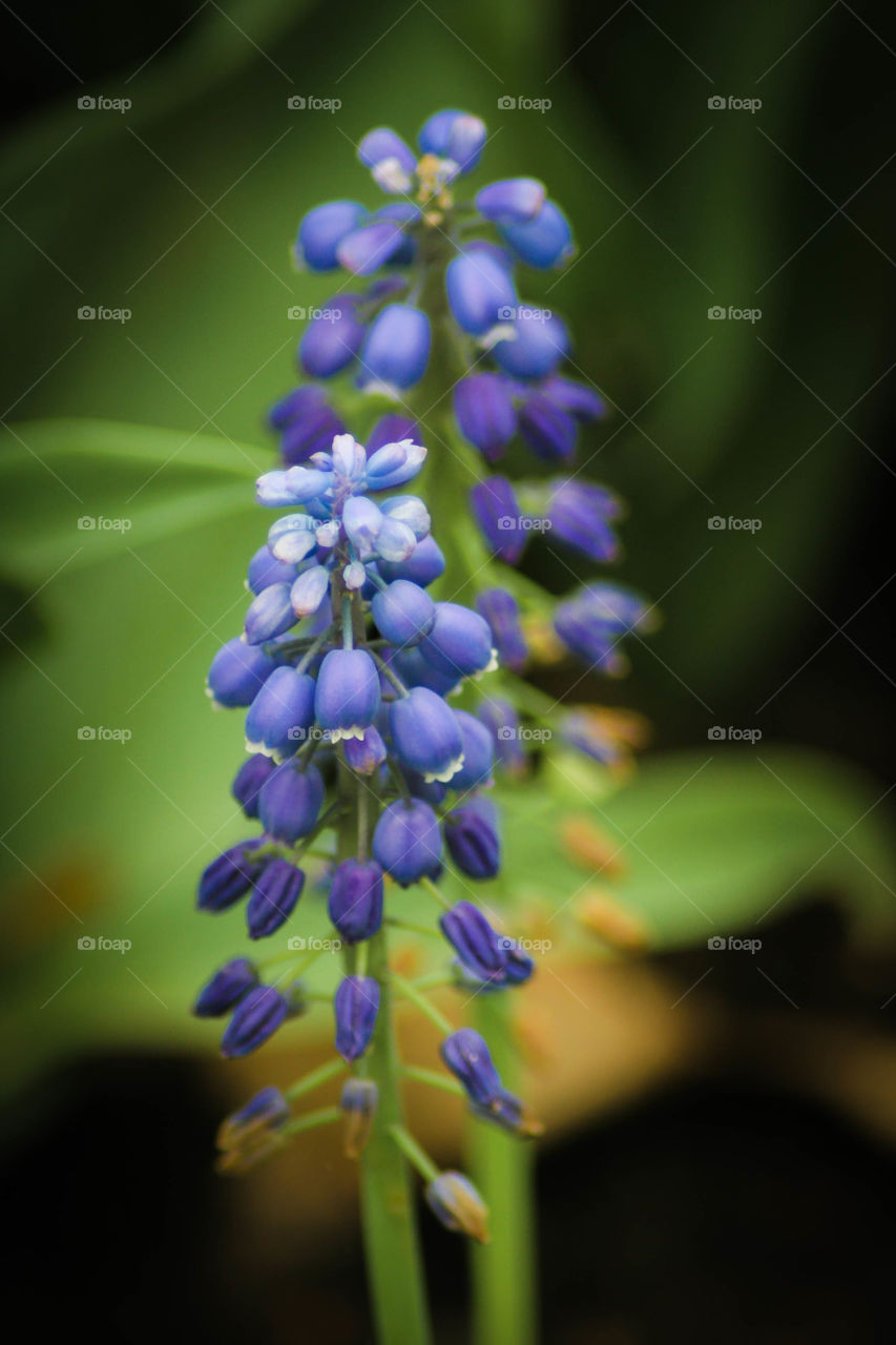 Grape hyacinth blooming in spring 