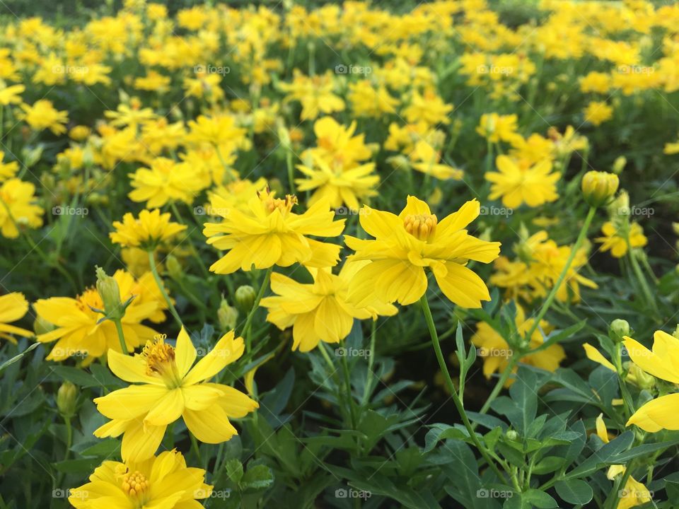 Yellow mexican aster garden 