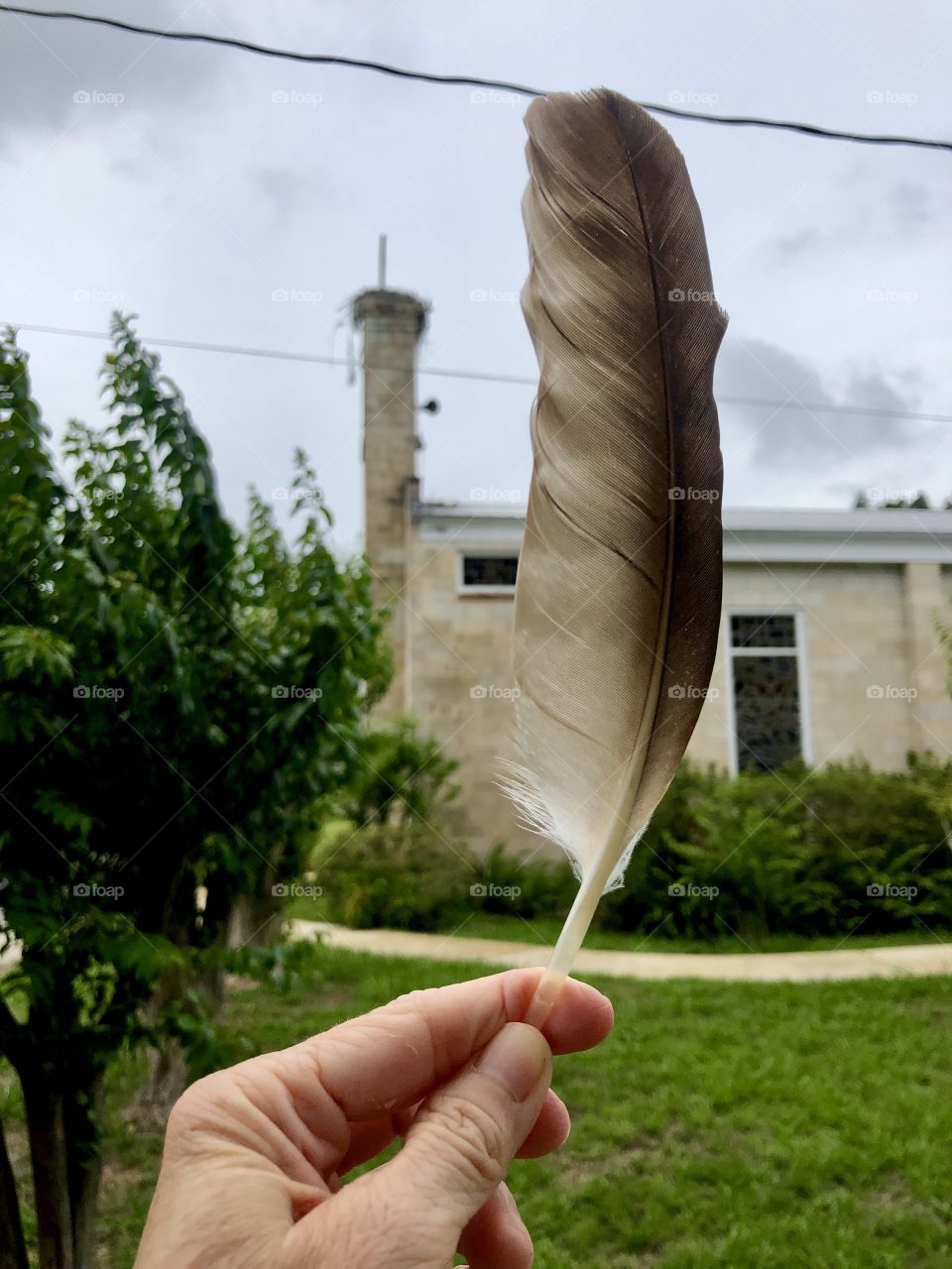 Human hand holding large osprey feather in front on church steeply with osprey nest in background 