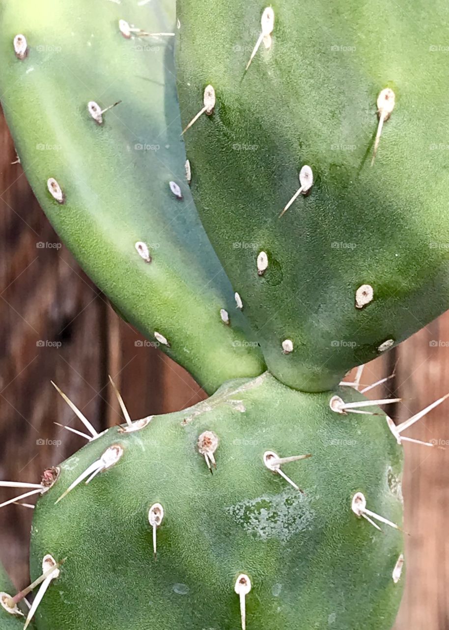 Cactus 