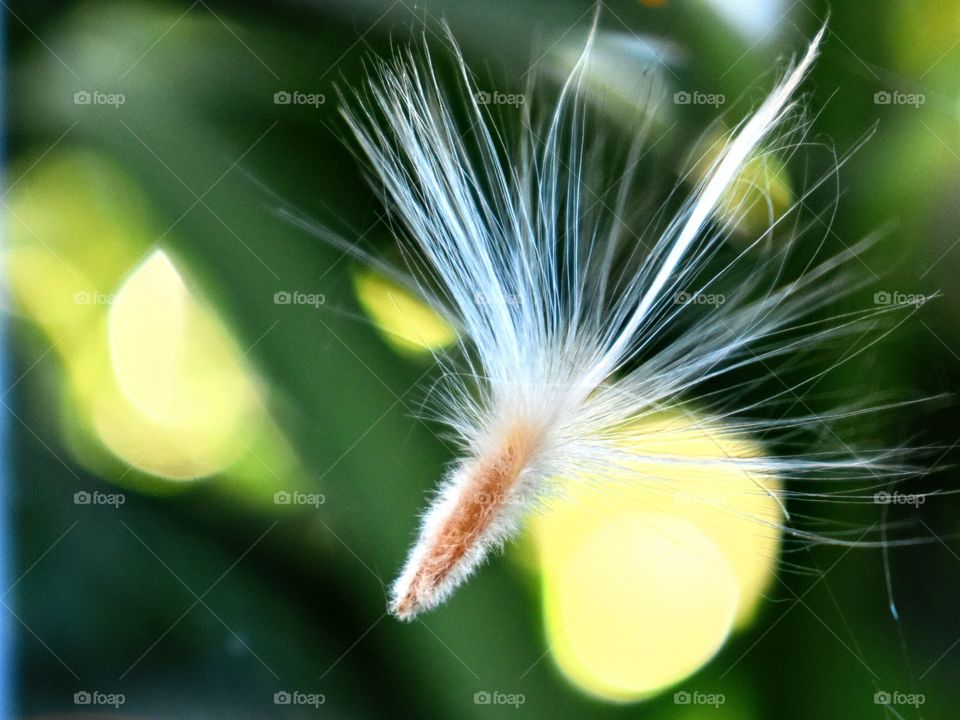 oleander seed