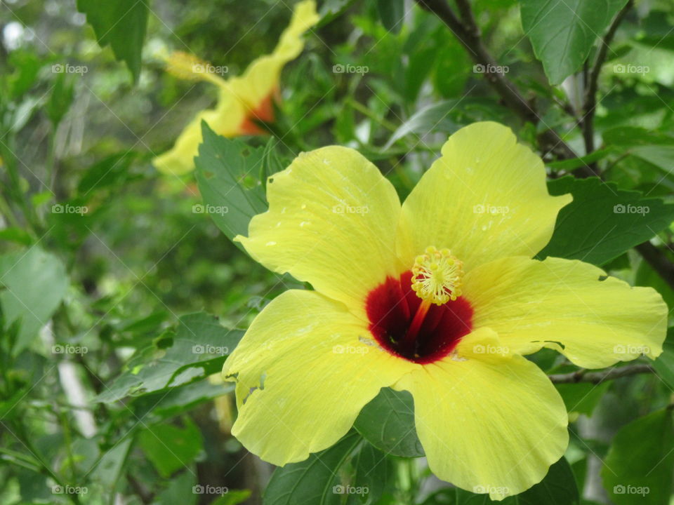 Hibiscus 