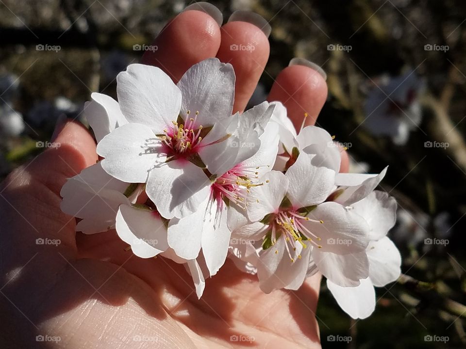Almond blossoms in hand