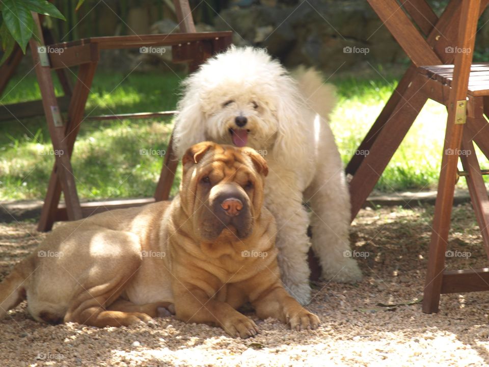 Portrait of two dogs