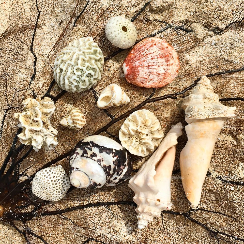group of sea shells