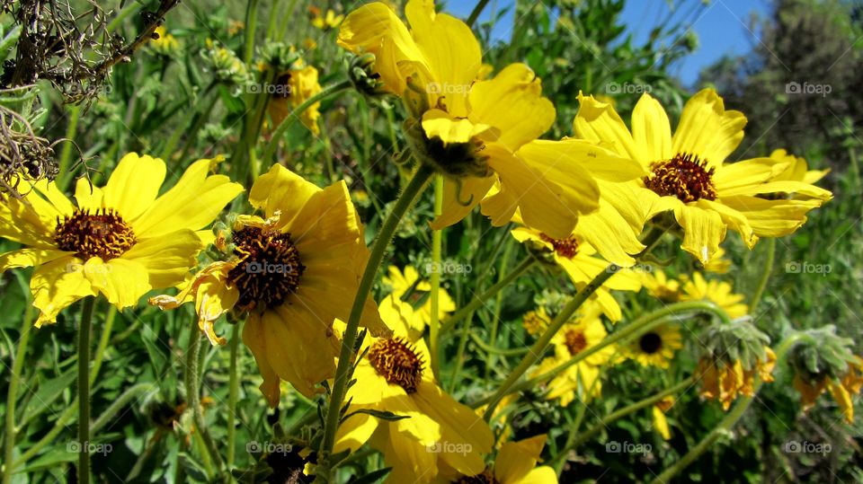 Wild field flowers