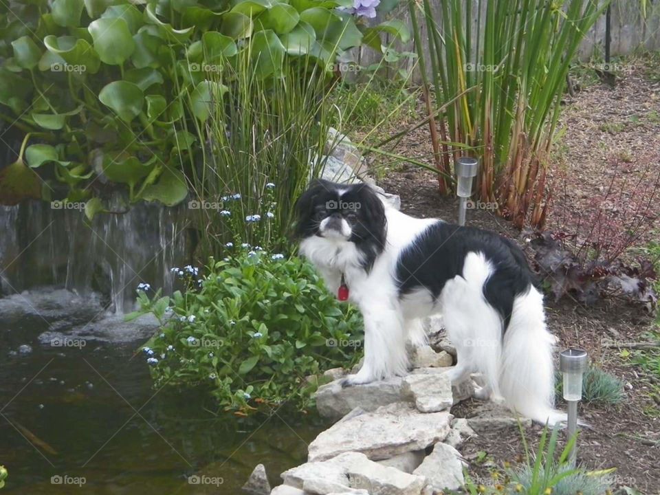 japanese chin ny the pond in summer