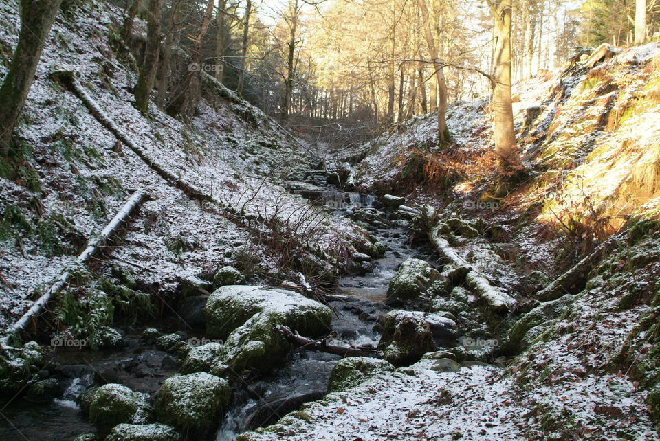 Winter forest 