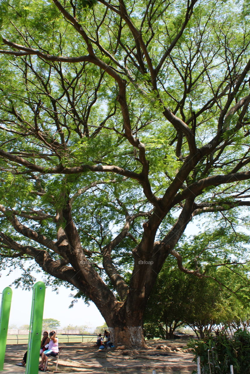 Árbol inmenso