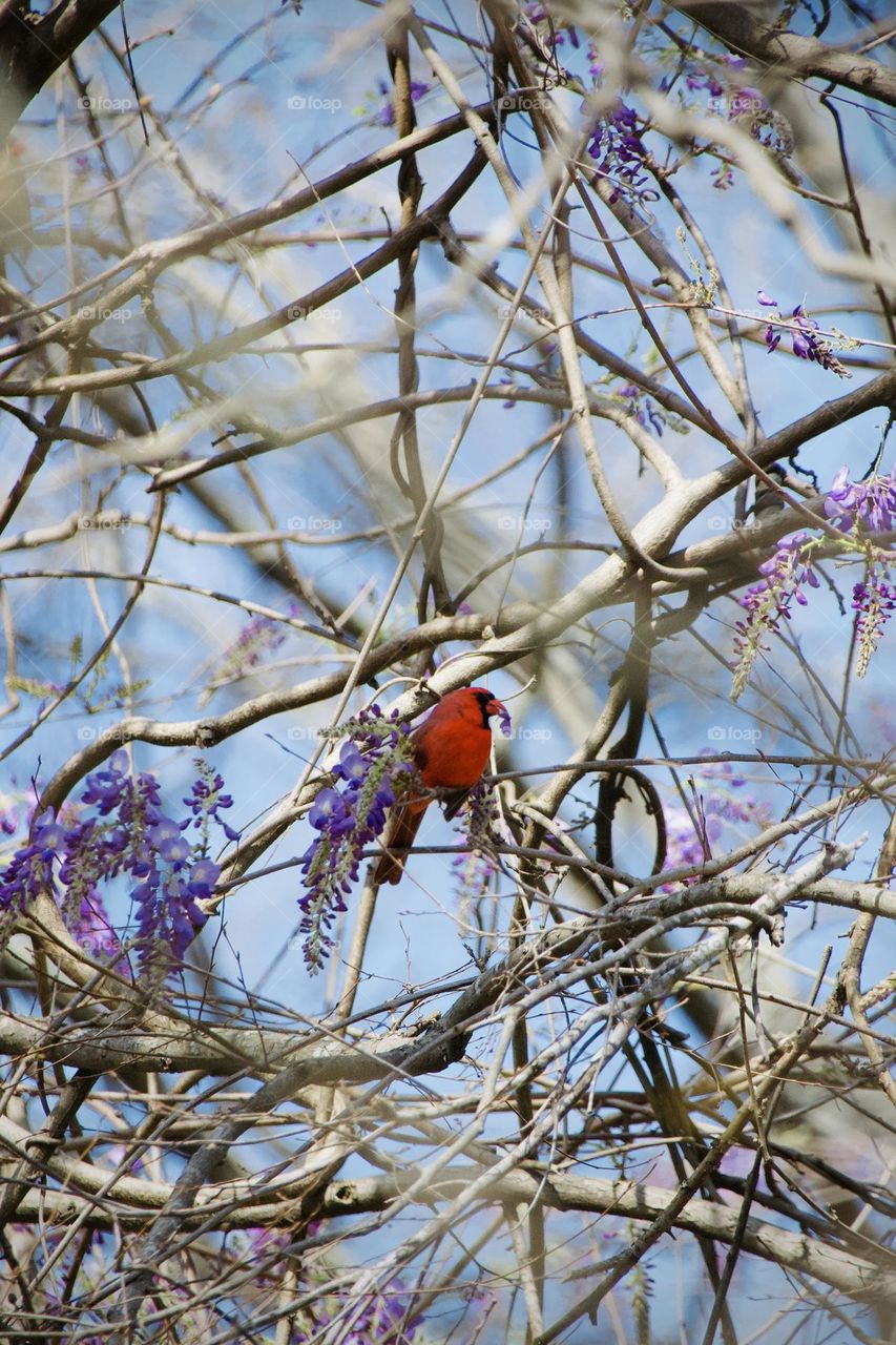 Vivid red Northern Cardinal perched in the midst of a purple wisteria vine, eating the flower petals