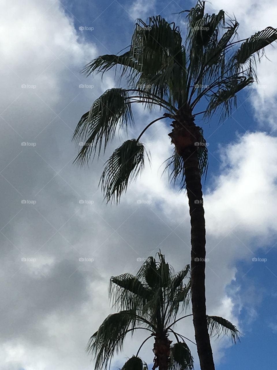 Close up palms against clouds 